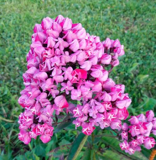 Редкие сорта флоксов. Лучшие сорта флокса для вашей коллекции