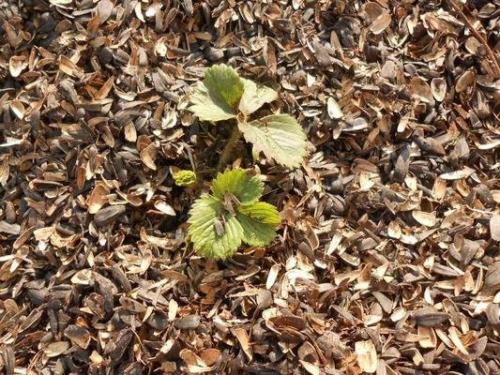 Укрытие клубники хвоей на зиму. Укрывать или не укрывать клубнику на зиму?