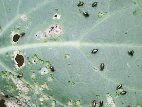 Розовый налет на цветной капусте. Навигация по записям