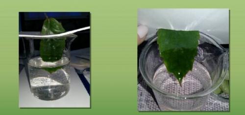 Листья осенью окрашиваются в желтый цвет эту окраску листьям придают. Как объяснить ребенку, почему листья на деревьях меняют цвет? Отвечаем и экспериментируем.