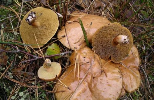 Грибы козлята заморозить. Грибы козлята, что с ними делать — рецепты приготовления