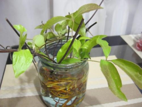 Как сохранить черенки клематиса до весны. Как укоренить отросток