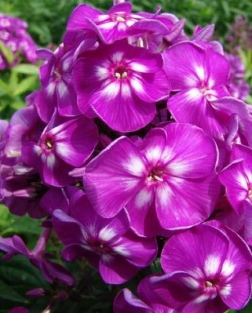 Флоксы многолетние посадка и уход осенью. Сроки посадки и пересадки флоксов 09