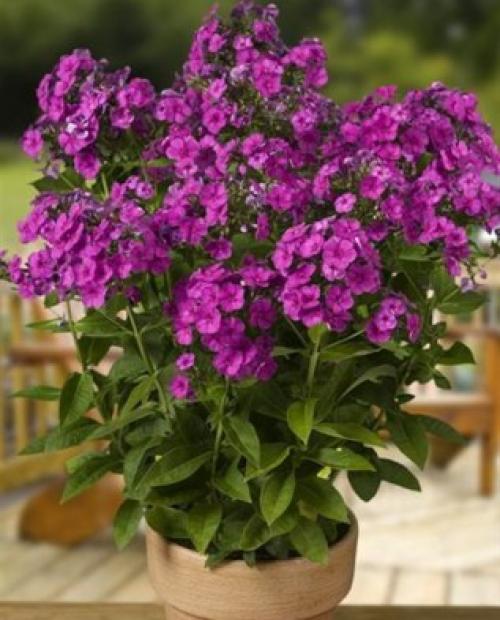 Флоксы многолетние посадка и уход осенью. Сроки посадки и пересадки флоксов 06