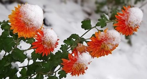 Хризантемы посадка и уход зимовка. Как сохранить хризантемы зимой?