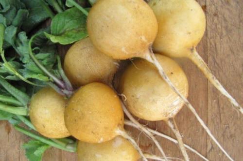 Морозостойкость редиса. Обзор лучших сортов редиса для разных условий выращивания