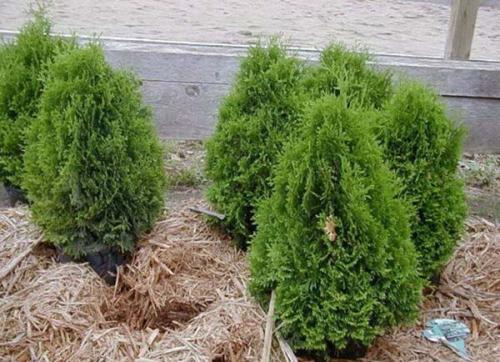 Укрытие туи смарагд на зиму. Как правильно укрыть туи на зиму: защитить от снега и солнца