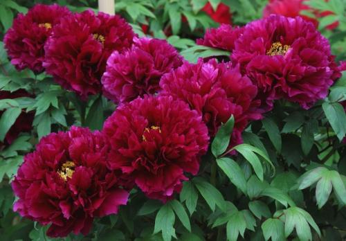 Уход за пионами осенью