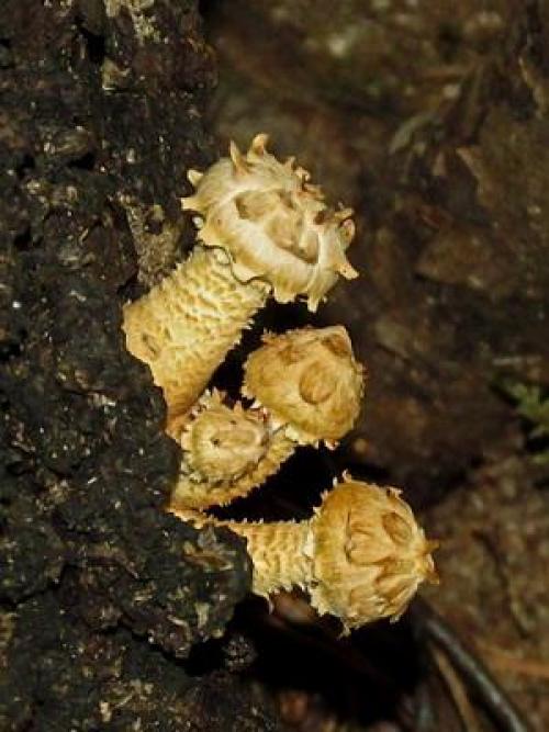 Королевские опята. Где растут осенние королевские опята?