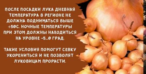 Когда сажать лук под зиму в подмосковье. Когда и как сажать лук-севок осенью под зиму в 2019 году