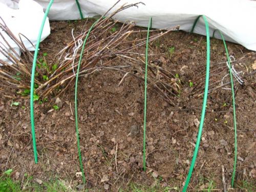 Как осенью ухаживать за флоксами. Подготовка флоксов к зиме: что нужно сделать после цветения 07