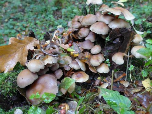 Виды опят ложные. Ложные опята и чешуйчатки. Фото.