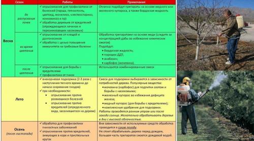Опрыскивание деревьев мочевиной осенью. Для чего обрабатывать осенью сад мочевиной и медным купоросом 11