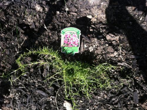 Обработка флоксов осенью. Можно ли сажать флоксы осенью