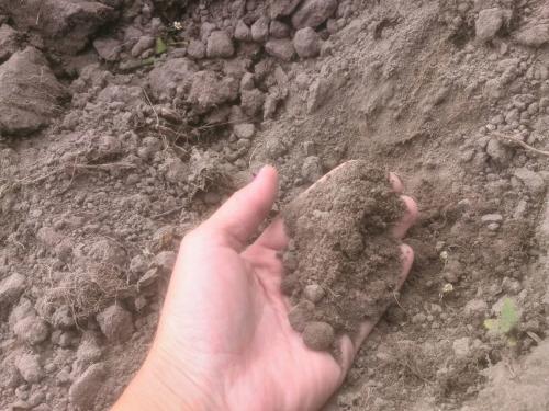 Когда сажать чеснок под зиму. 5 маленьких секретов посадки чеснока под зиму