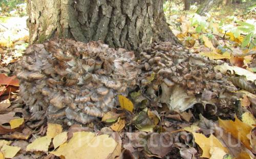 Ложный гриб баран. Целебный гриб. Баран!