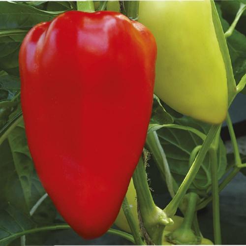 Перец сладкий игрок. Самые мясистые сорта сладкого перца