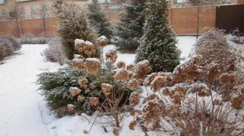 Как осенью ухаживать за флоксами. Подготовка флоксов к зиме: что нужно сделать после цветения 06