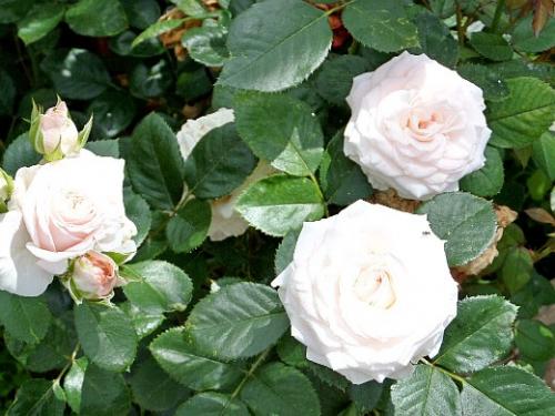 Когда лучше сажать розы на даче. Навигация по записям