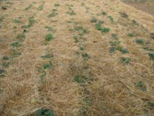 Укрытие клубники спанбондом на зиму. Укрываем клубнику на зиму