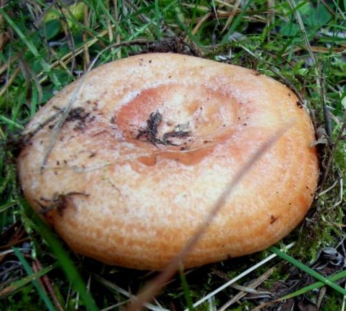 Что можно делать с рыжиками грибами. Что мы знаем о рыжиках. Интересные факты об этих замечательных грибах.