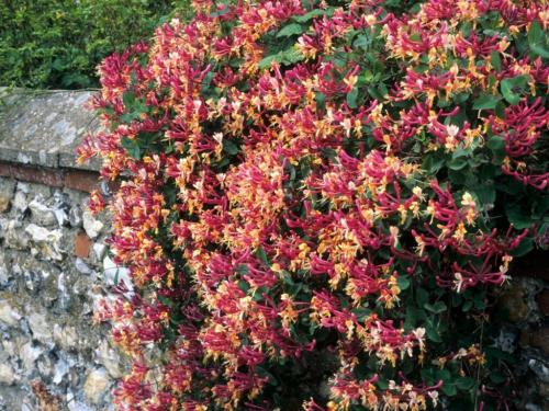 Жимолость каприфоль укрытие на зиму. Жимолость каприфоль: тонкости выращивания и ухода