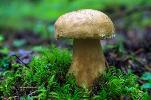 Кто ест ядовитые грибы. Чем опасны грибы для человека?