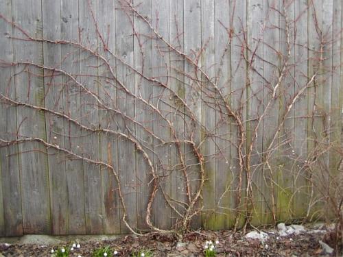 Как осенью ухаживать за флоксами. Подготовка флоксов к зиме: что нужно сделать после цветения 10