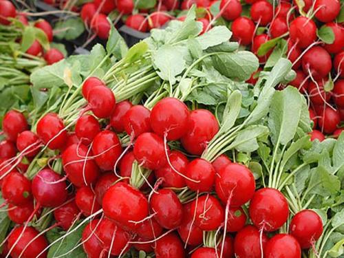 Зимние сорта редиса. Общая характеристика сортов