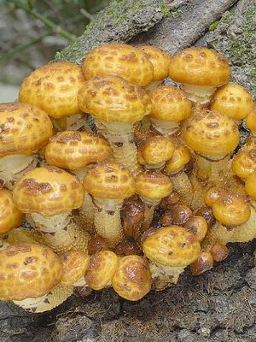 Королевские опята. Где растут осенние королевские опята?