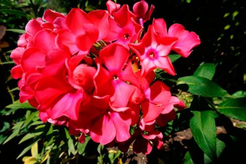 Редкие сорта флоксов. Лучшие сорта флокса для вашей коллекции