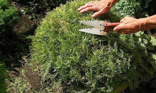 Как укрыть кипарис на зиму. Подготовка кипарисов к зиме