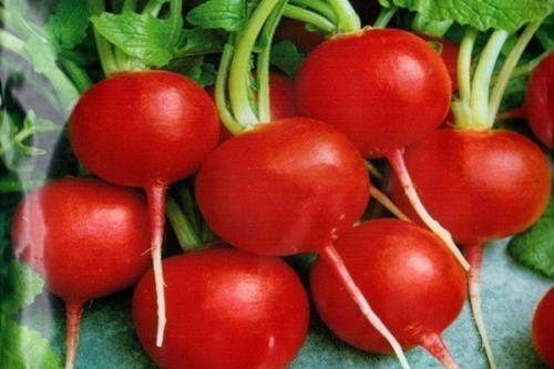 Морозостойкость редиса. Обзор лучших сортов редиса для разных условий выращивания