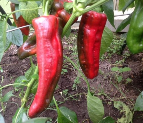 Самые урожайные сорта перца для открытого грунта. Урожайные сорта семян перца для обычных теплиц и теплиц из поликарбоната