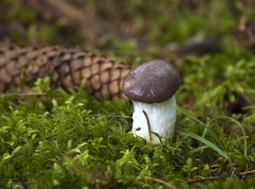 Как отличить рыжики от ложных рыжиков. Что мы знаем о рыжиках. Интересные факты об этих замечательных грибах. 07