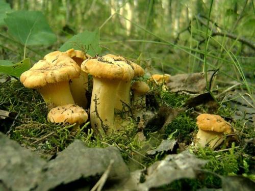 Лисички грибы. Лисички — основные съедобные и несъедобные виды, полезные свойства и советы по хранению + фото