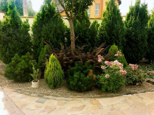Как укрыть кипарис на зиму. Подготовка кипарисов к зиме