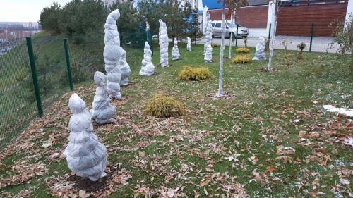 Как укрыть кипарис на зиму. Подготовка кипарисов к зиме