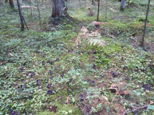 Лисички грибы. Лисички — основные съедобные и несъедобные виды, полезные свойства и советы по хранению + фото