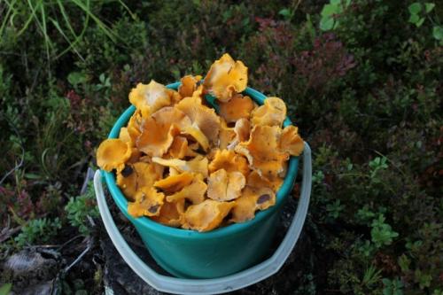 Лисички грибы. Лисички — основные съедобные и несъедобные виды, полезные свойства и советы по хранению + фото