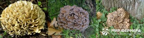 Гриб баран разновидности. Гриб баран: фото и описание