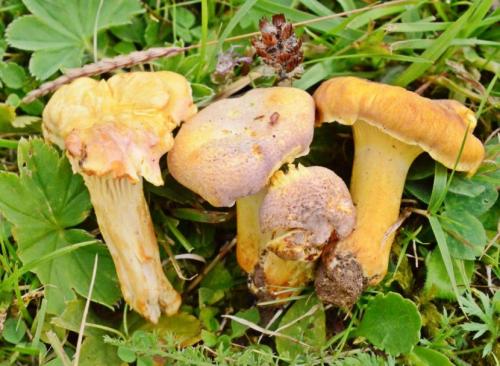 Лисички грибы. Лисички — основные съедобные и несъедобные виды, полезные свойства и советы по хранению + фото