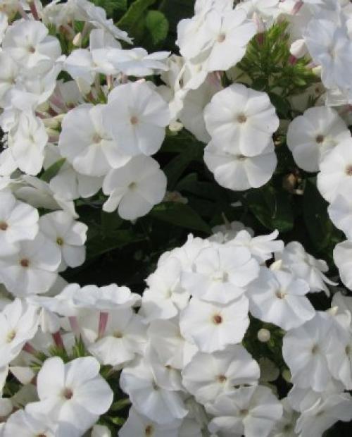 Флоксы многолетние посадка и уход осенью. Сроки посадки и пересадки флоксов 07