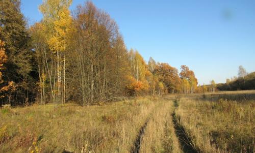 Ложный гриб баран. Целебный гриб. Баран!
