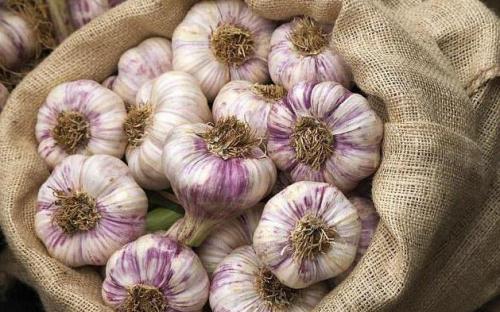 Какой чеснок лучше сажать крупный или мелкий. Все о выращивании озимого чеснока. Сорта, технология, советы