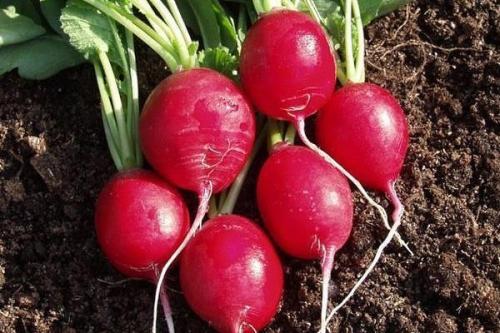 Морозостойкость редиса. Обзор лучших сортов редиса для разных условий выращивания