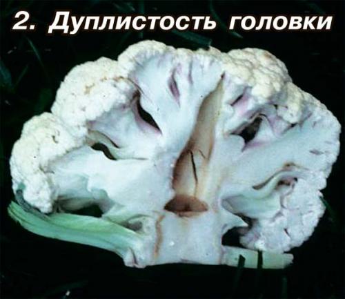 Цветная капуста почему чернеет. Почему темнеет цветная капуста 01