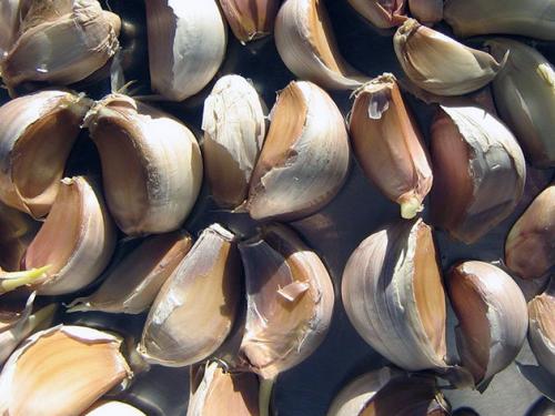 Когда сажать чеснок под зиму. 5 маленьких секретов посадки чеснока под зиму