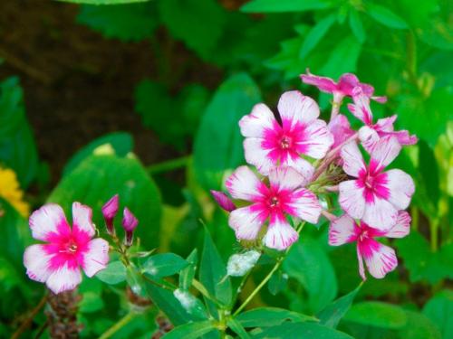 Редкие сорта флоксов. Лучшие сорта флокса для вашей коллекции