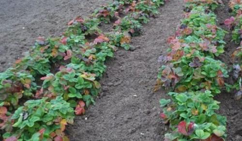 Укрытие клубники хвоей на зиму. Укрывать или не укрывать клубнику на зиму?